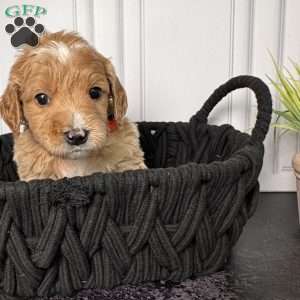 Winston, Mini Goldendoodle Puppy